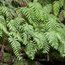 WOODWARDIA radicans WOODWARDIA radicans