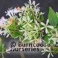 ABELIA chinensis  