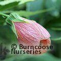 ABUTILON 'Souvenir de Bonn'   