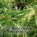ACER palmatum dissectum 'Toyama Nishiki'