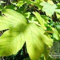 ACER pseudoplatanus 'Leopoldii' 