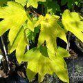 ACER pseudoplatanus 'Worleei' 