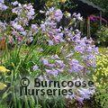 AGAPANTHUS   