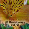 ALSTROEMERIA 'Orange Supreme'  