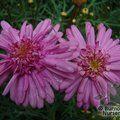 ARGYRANTHEMUM frutescens 'Pomponette Pink' 