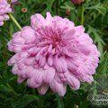 ARGYRANTHEMUM frutescens 'Summer Melody' 