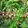 BERBERIS thunbergii 'Starburst' 