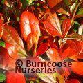 BERBERIS x media 'Park Jewel'  