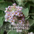 BUDDLEJA crispa  
