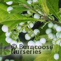 CALLICARPA japonica 'Leucocarpa'  