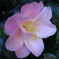 CAMELLIA 'Cara Mia'  