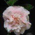 CAMELLIA 'High Hat'  
