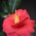 CAMELLIA 'Jupiter'  