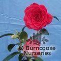 CAMELLIA 'Monsieur Faucillon'  