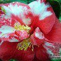 CAMELLIA 'Adolphe Audusson' 'Variegated' 