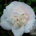 CAMELLIA 'Barbara Woodruff'  