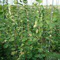 CERCIS canadensis 'Cascading Hearts' 