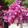 CERCIS canadensis 'Lavender Twist' 