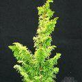 CHAMAECYPARIS obtusa 'Tetragona Aurea' 