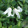 CLEMATIS integrifolia 'Alba' 