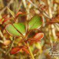 COPROSMA 'Cappuccino'  