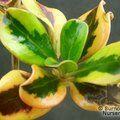 COPROSMA repens 'Pink Splendour' 