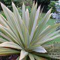 CORDYLINE indivisa  