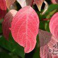 CORNUS controversa  