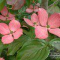 CORNUS kousa var chinensis 'Heart Throb'
