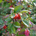 COTONEASTER simonsii  