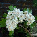 CRATAEGUS laevigata 'Plena' 