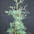CUPRESSUS arizonica 'Blue Ice'  