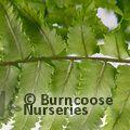 HARDY FERNS Dryopteris cyadina 