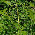 FRAXINUS excelsior 'Jaspidea' 