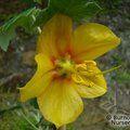 FREMONTODENDRON 'Tequila Sunrise'  