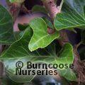HEDERA helix 'Conglomerata' 