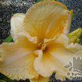 HEMEROCALLIS 'Space Coast Scrambled'  