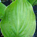 HOSTA rectifolia 'Royal Standard'  
