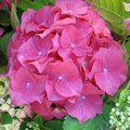 HYDRANGEA 'Glenfuren'  