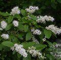 LIGUSTRUM vulgare  