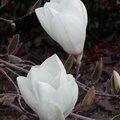 MAGNOLIA 'Peppermint Stick'  