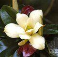 MAGNOLIA nitida  