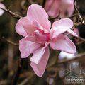 MAGNOLIA sargentiana  