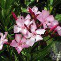 NERIUM oleander  