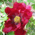 PAEONIA suffruticosa 'Glossy Black' 