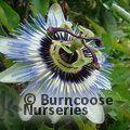 PASSIFLORA caerulea  