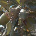 QUERCUS suber  