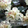 RHODODENDRON 'Golden Oviole' var Busaco 