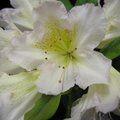 RHODODENDRON 'Silver Sixpence'  