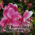 RHODODENDRON albrechtii  